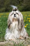 SHIH TZU 230